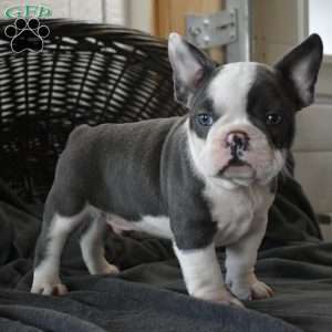 Romeo, Frenchton Puppy